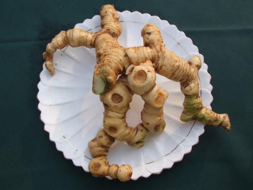 亨亞超聲波細(xì)胞粉碎機(jī)提取黃精多糖工藝研究